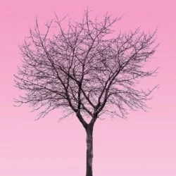 tree5 copy square.jpg