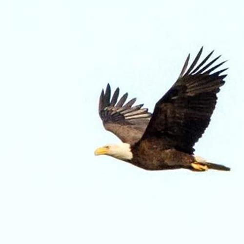 Recent Sightings