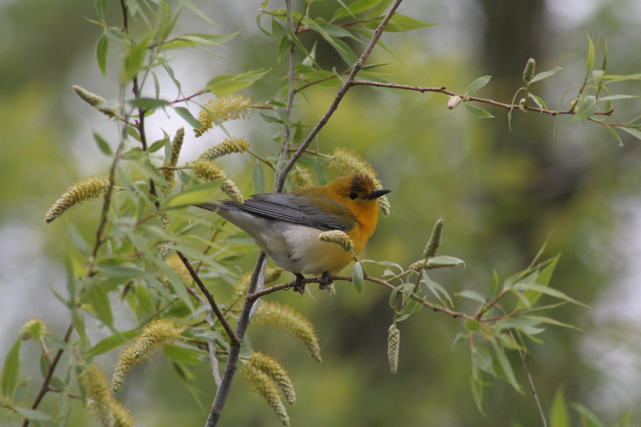 Field Trip to Narrows Reserve