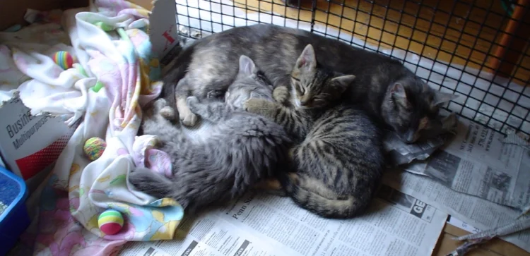 cherished cats rescue alliance