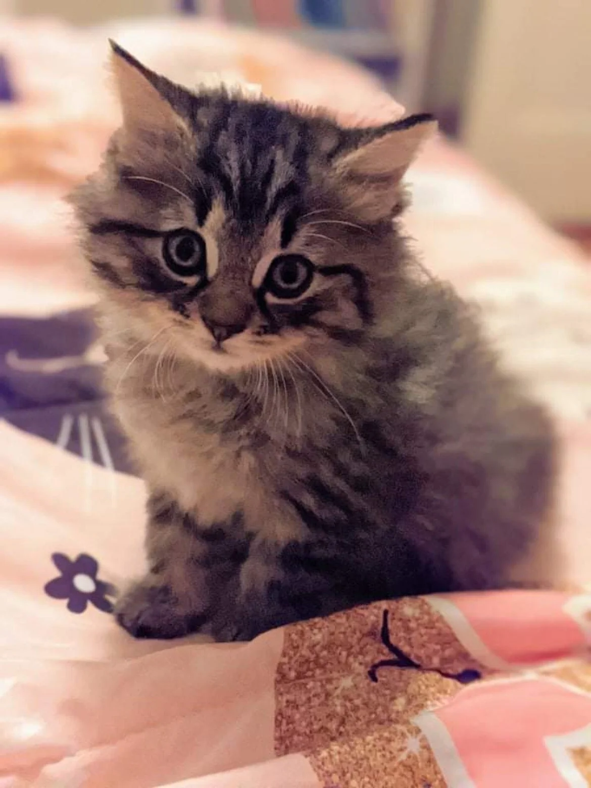 kitten.JPG