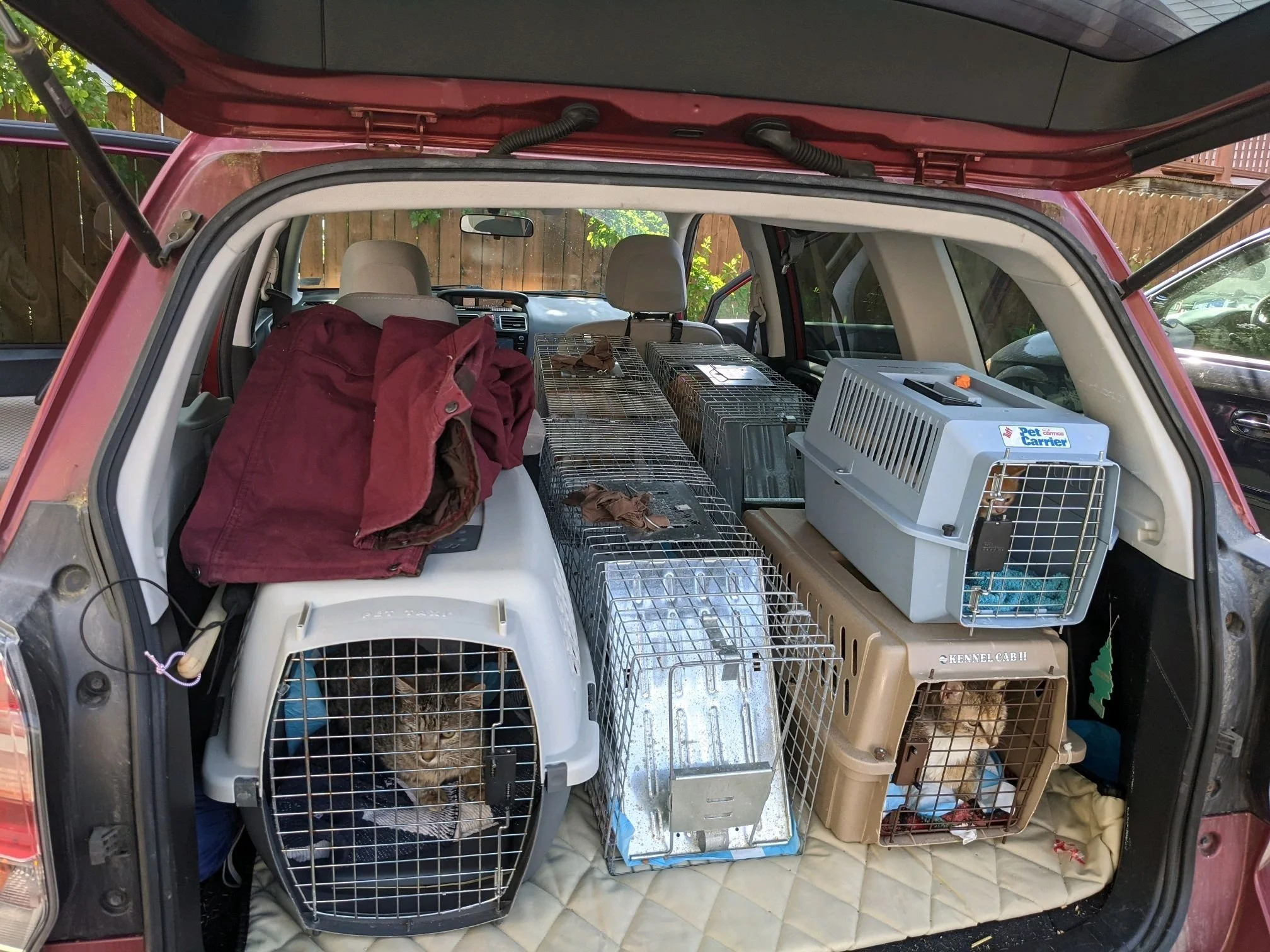 Car full of cats in carriers and traps.