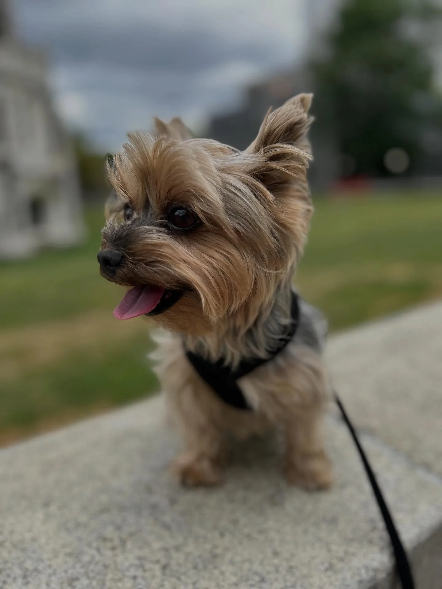 Happy 9th Birthday to the sweetest pup!

Mallie Gal 🐾