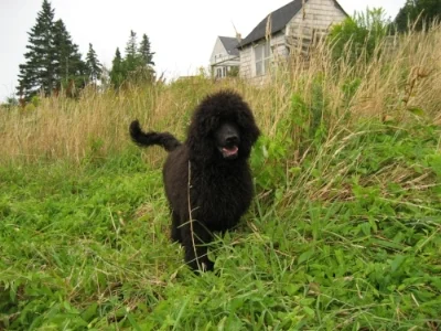 Bijou (aka Classay's Beaujolais )
