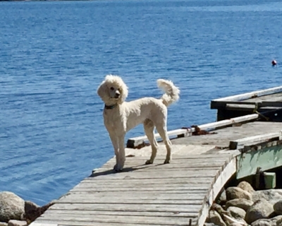 Leeward's Ninja , the great white hope. What a beautiful dog.