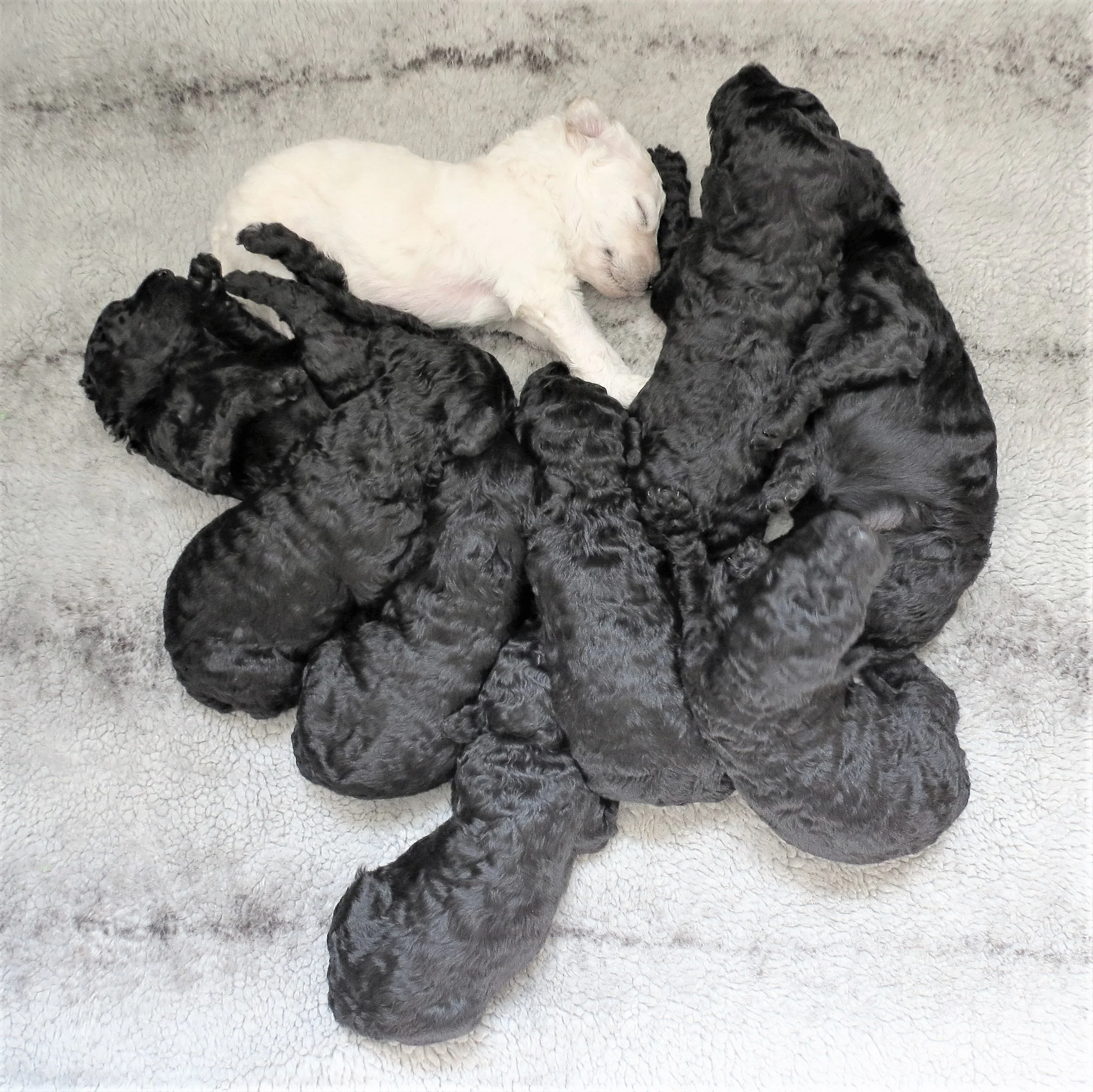 Bijou's puppies 2 wks copy.jpg