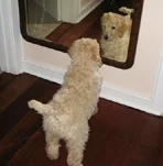 Poodles can be very vain