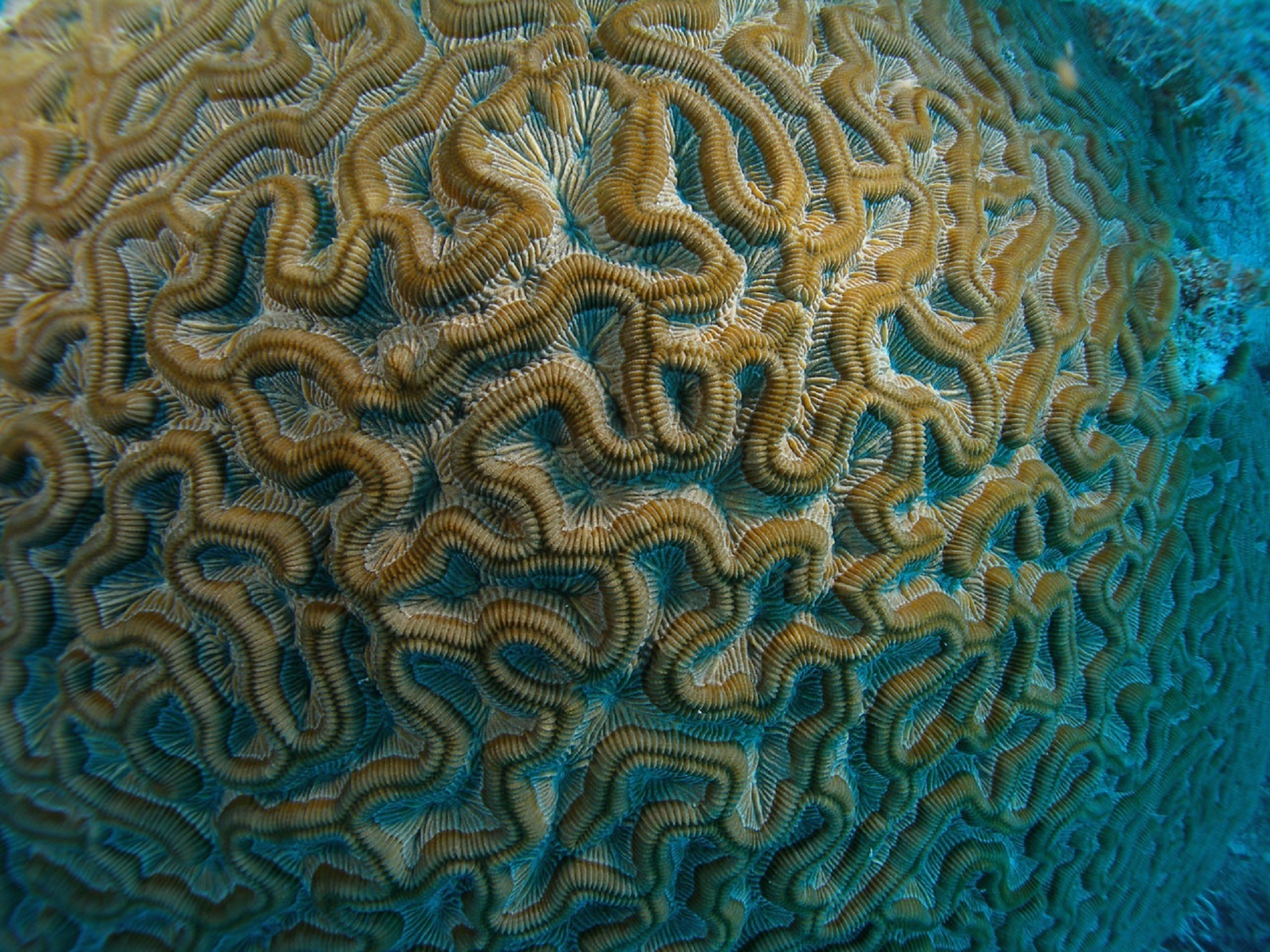 brain-coral-macro-keeze.jpg