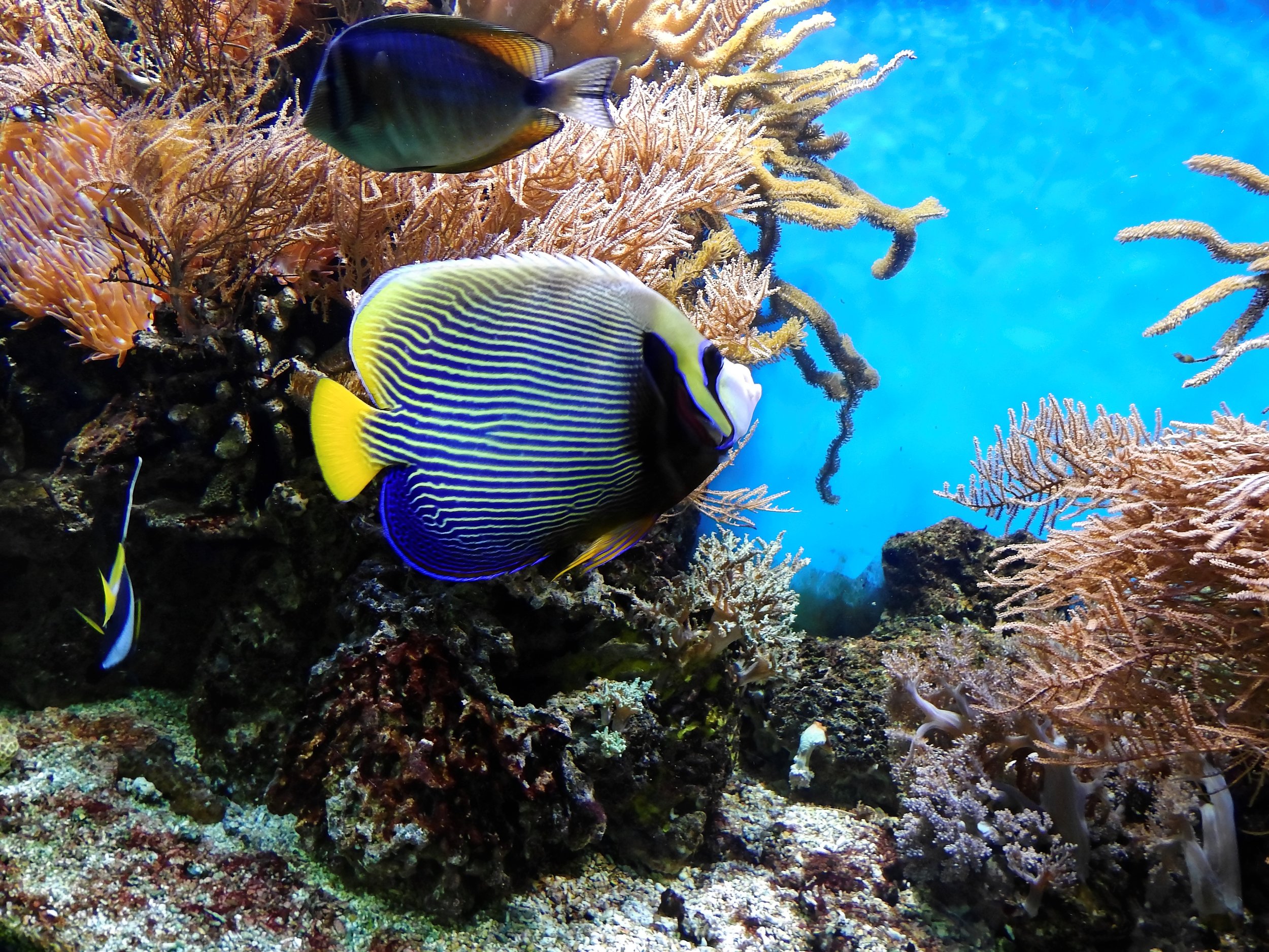 coral-fish-underwater-bruno.jpg