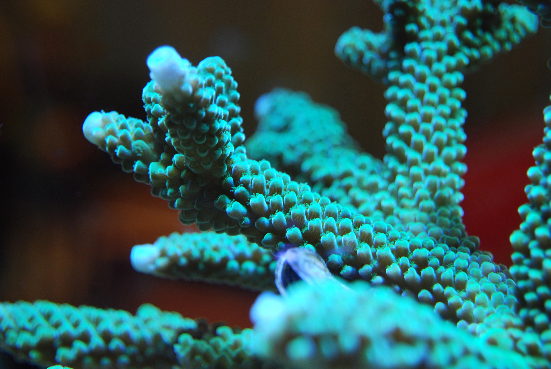 coral-marcelokato-closeup.jpg