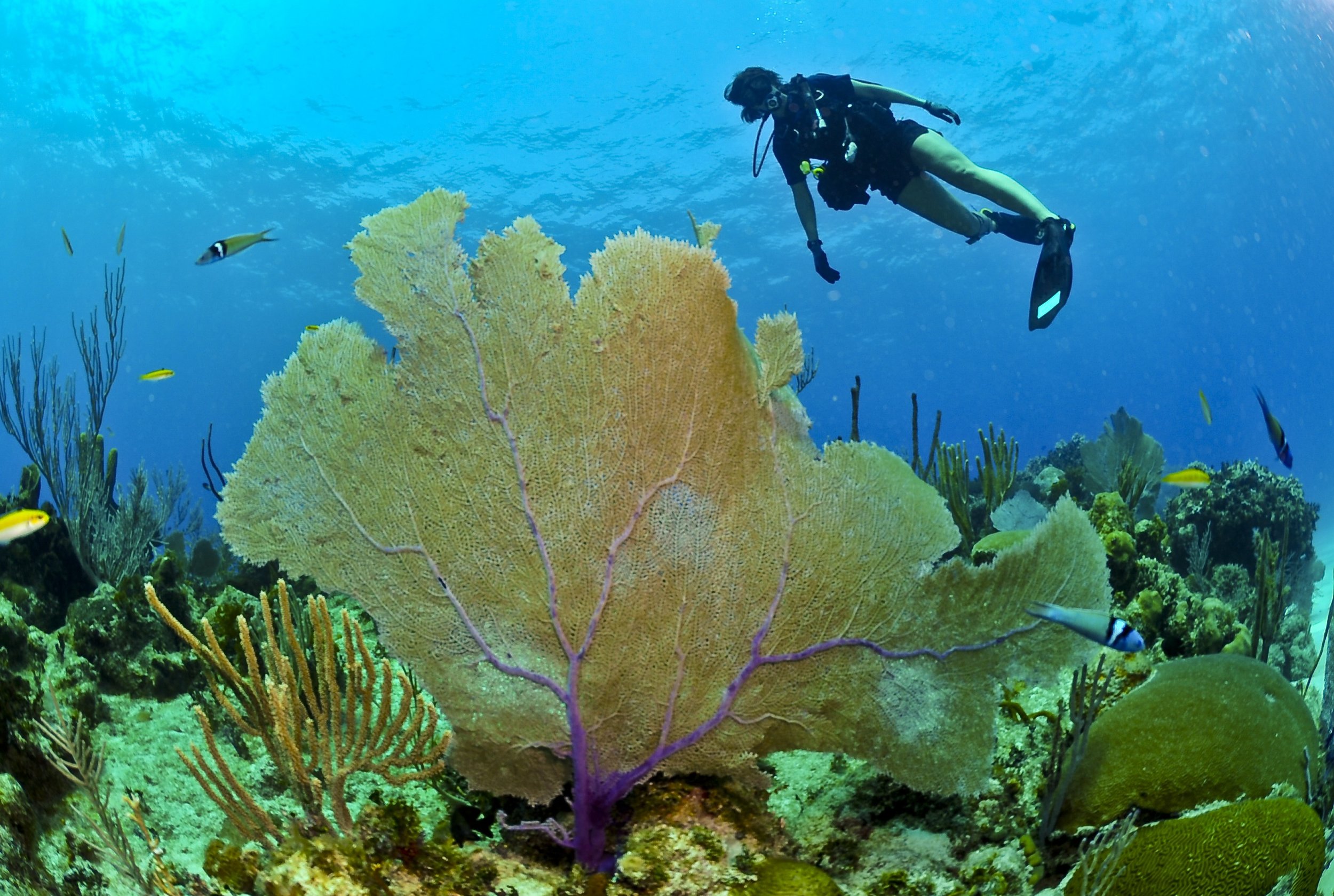 diver-huge-coral-underwater-pixabay.jpg