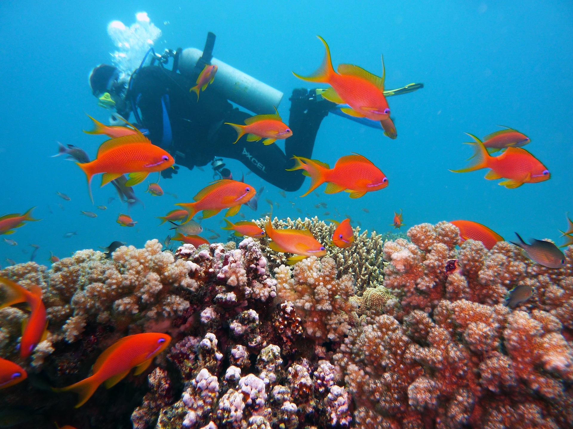 diving-scuba-reef-fish-joacant.jpg