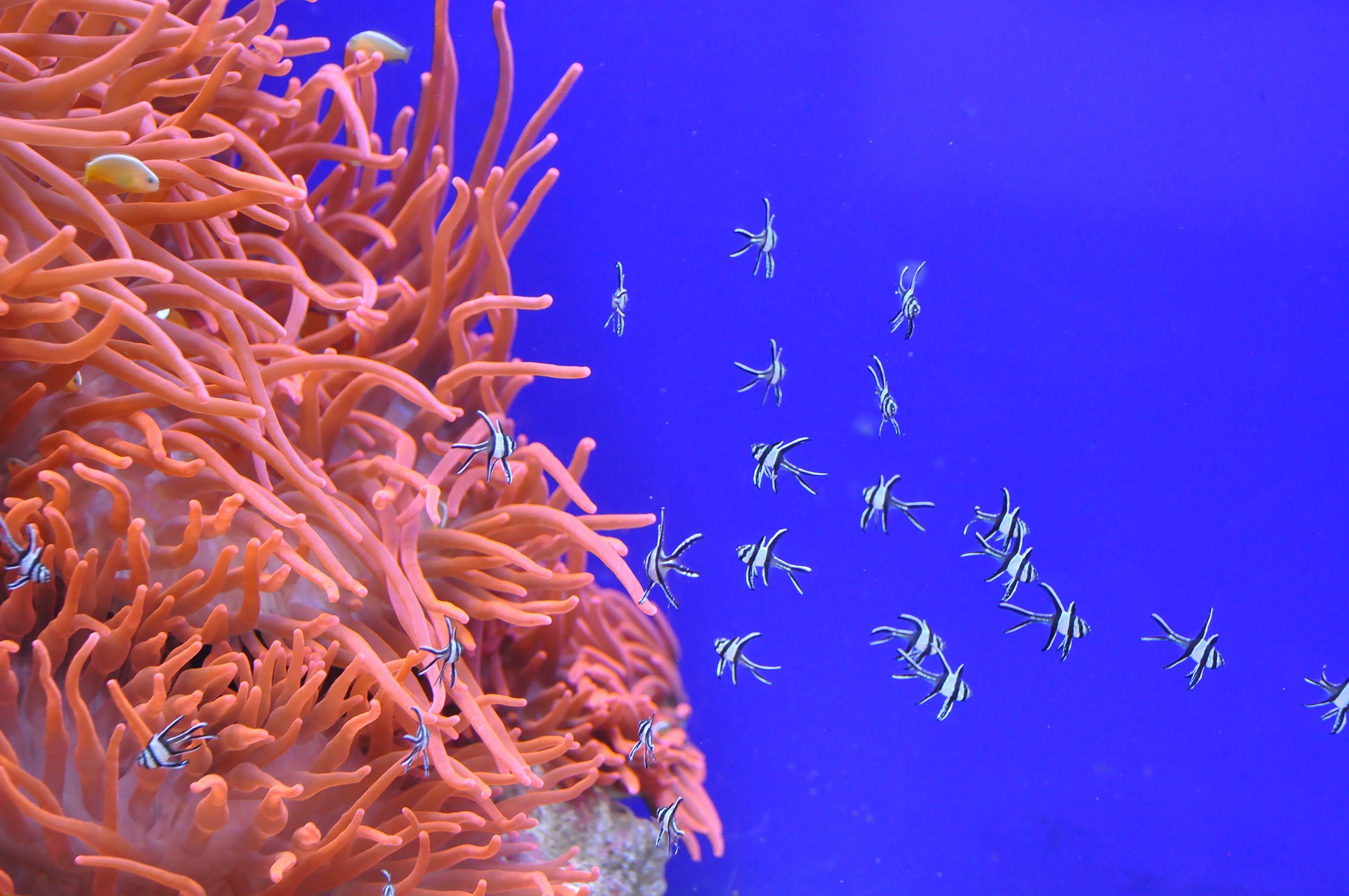fish-small fish aenenome.jpg