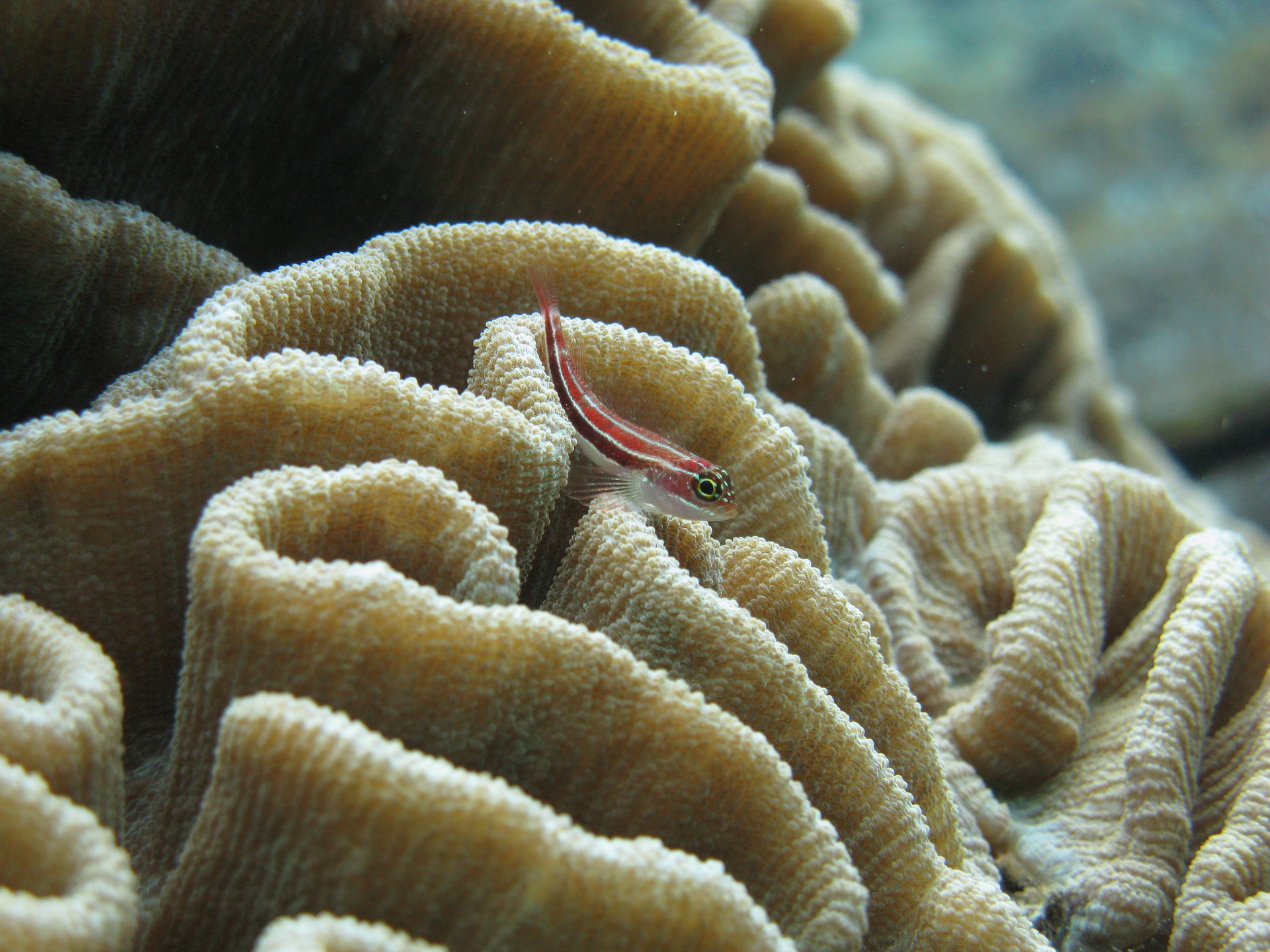 juvenile-goby-fish-on coral-sam-kerridge.jpg