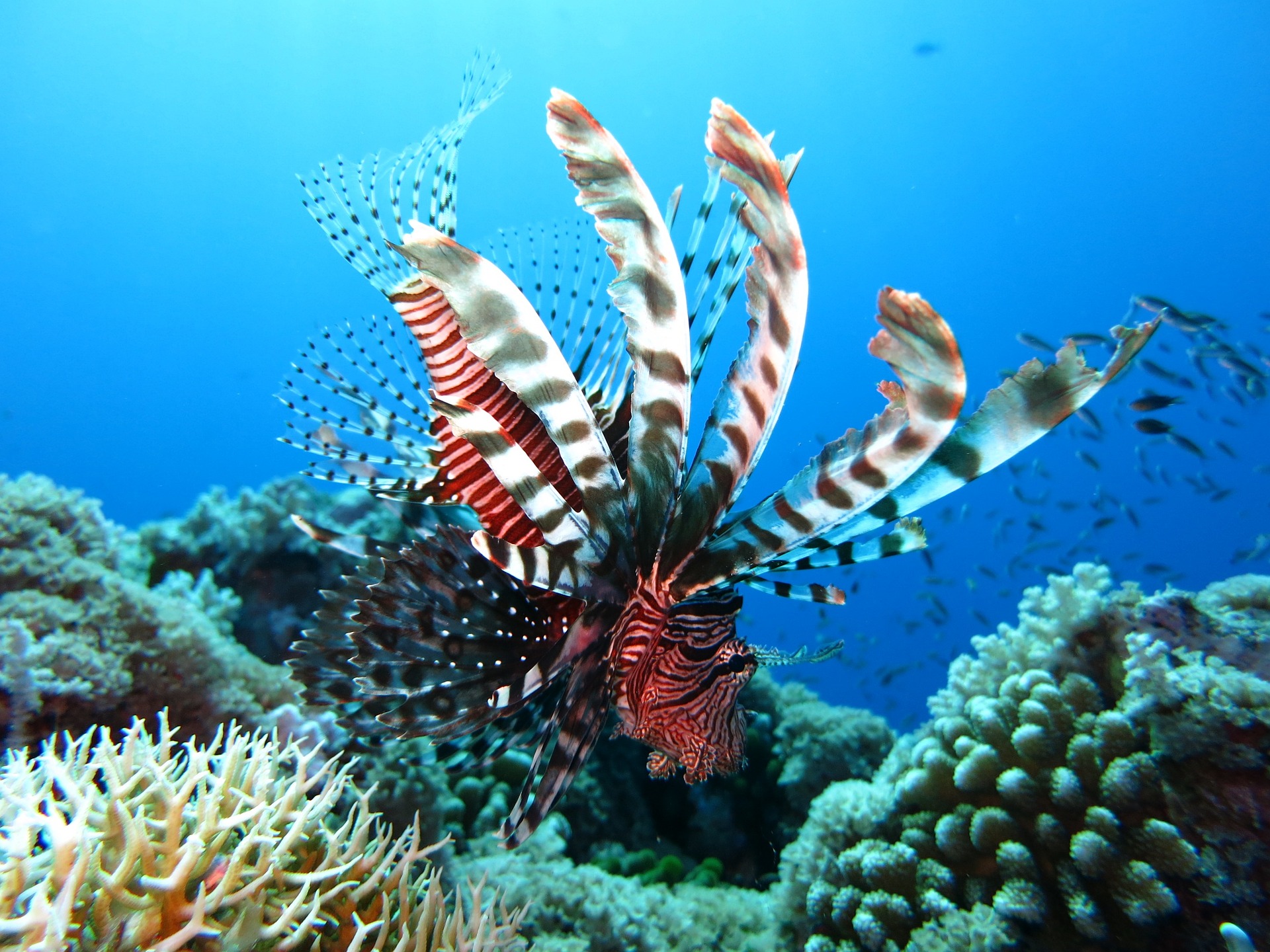 lionfish-1430225_1920.jpg