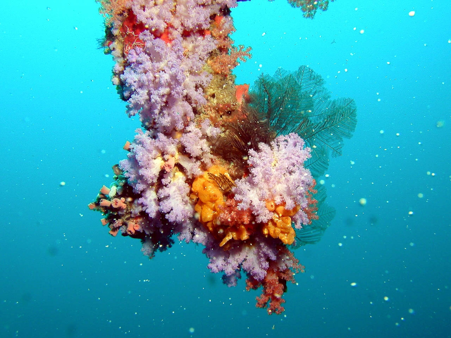 maldives-giusti596-maldives-underwater-coral.jpg