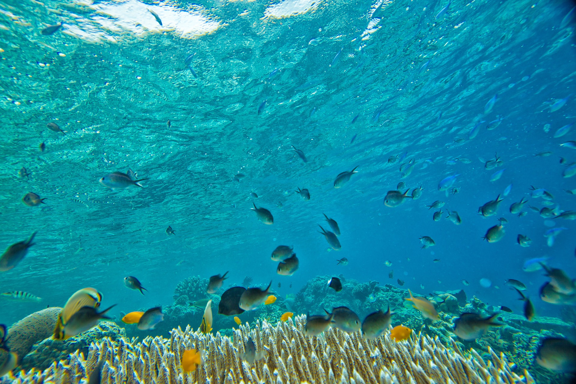 underwater-kanenori-fish-coral.jpg