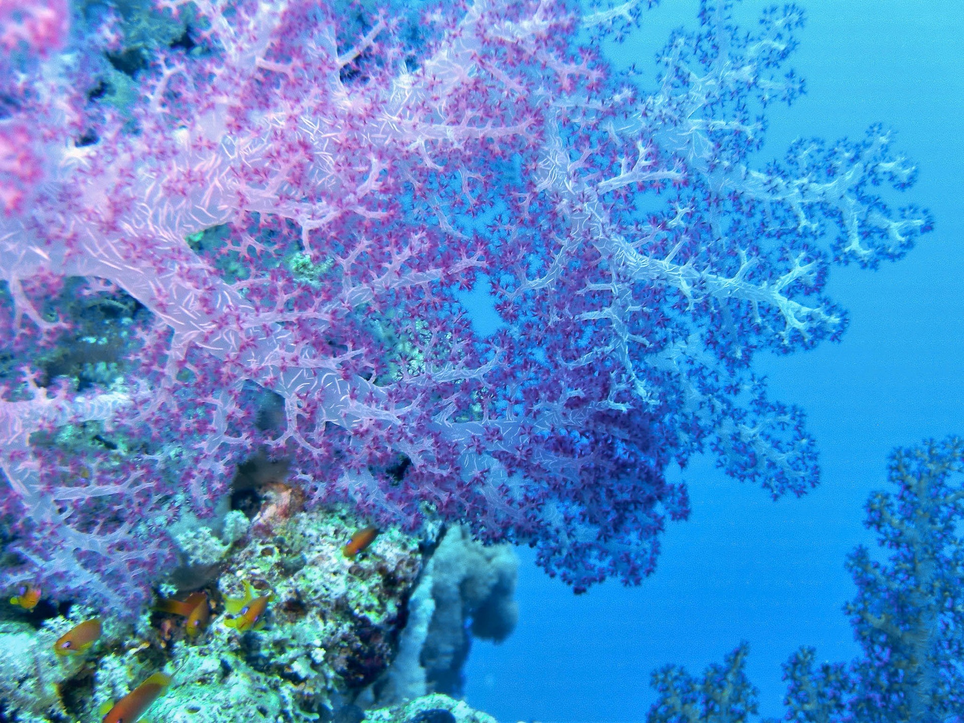 underwater-free-perfect-transparent-coral.jpg