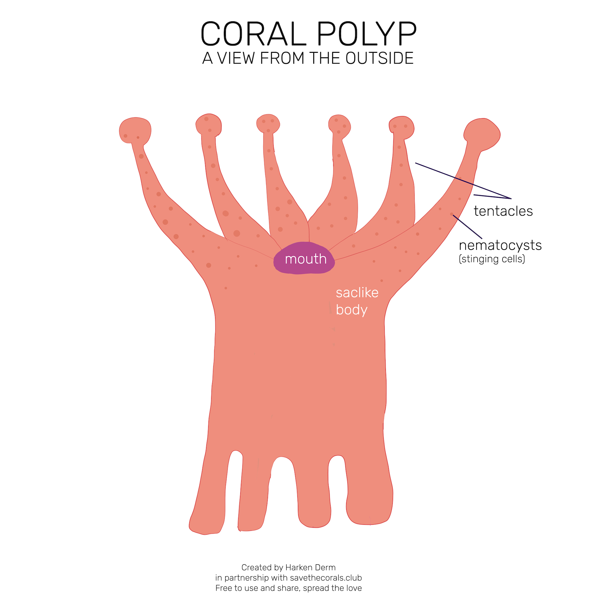 coral-polyp-outside-diagram-harken-derm.jpg