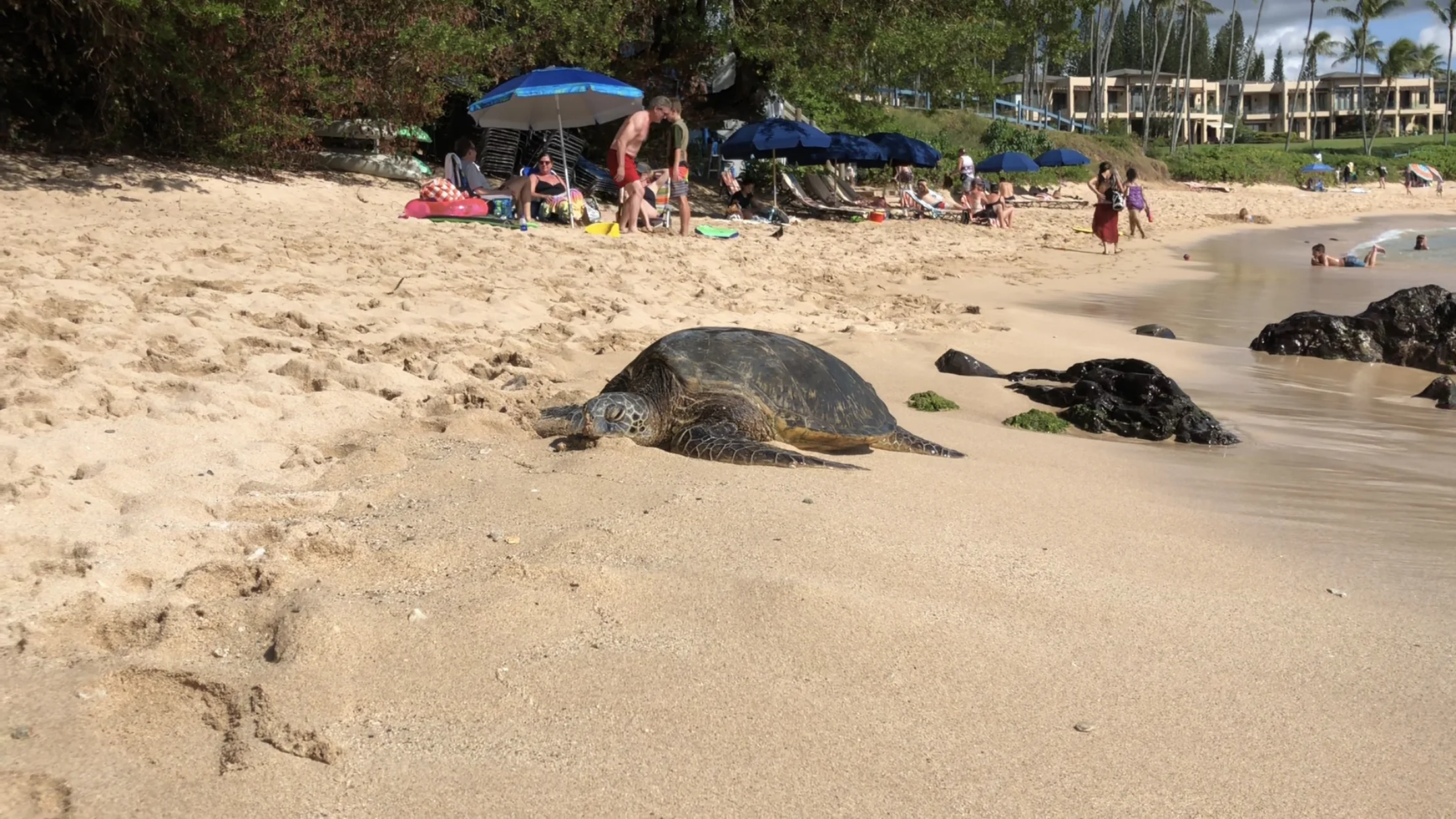 harken-derm-photo-kapalua-bay-maui-hawaii-turtle-beach.jpeg