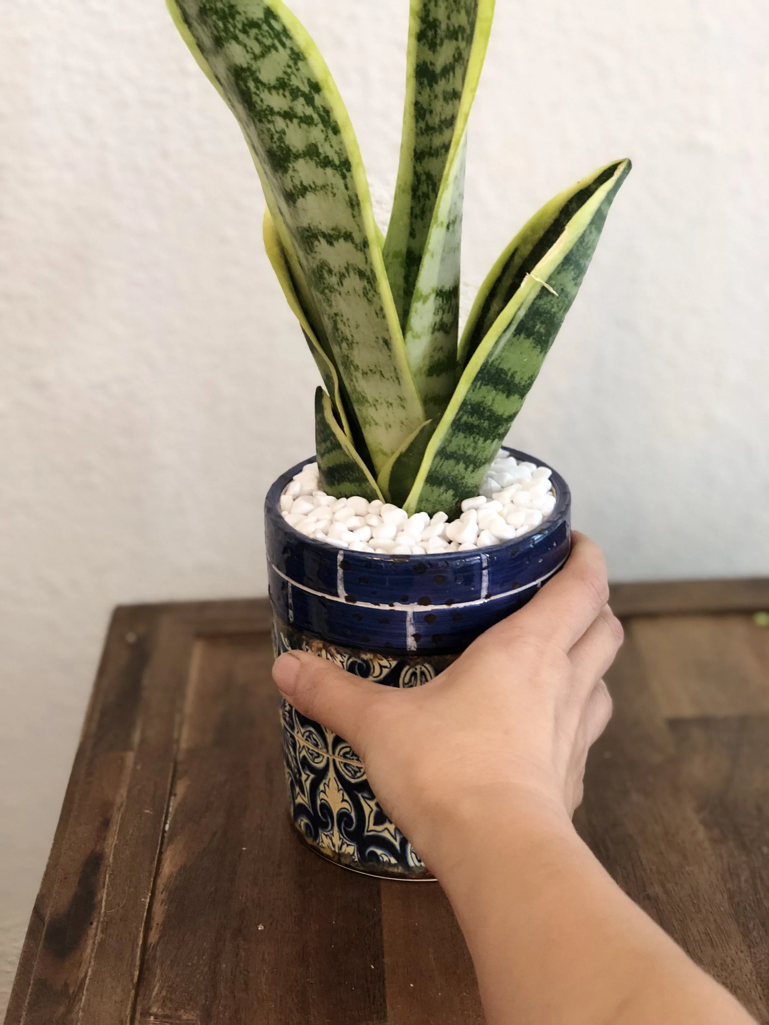 Plants and succulents — Sweet Blooms Atelier