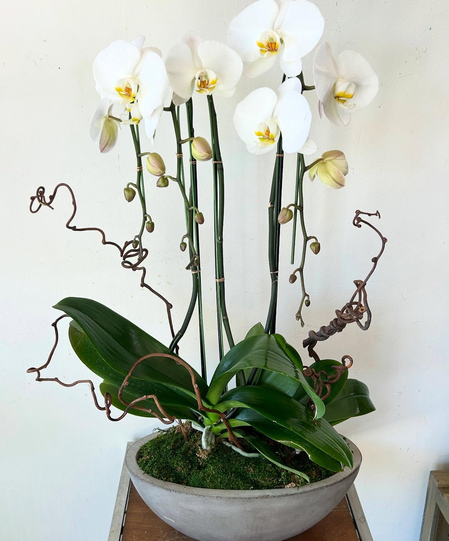 #orchids #flowers #sweetbloomsatelier#hermosabeach #florist
