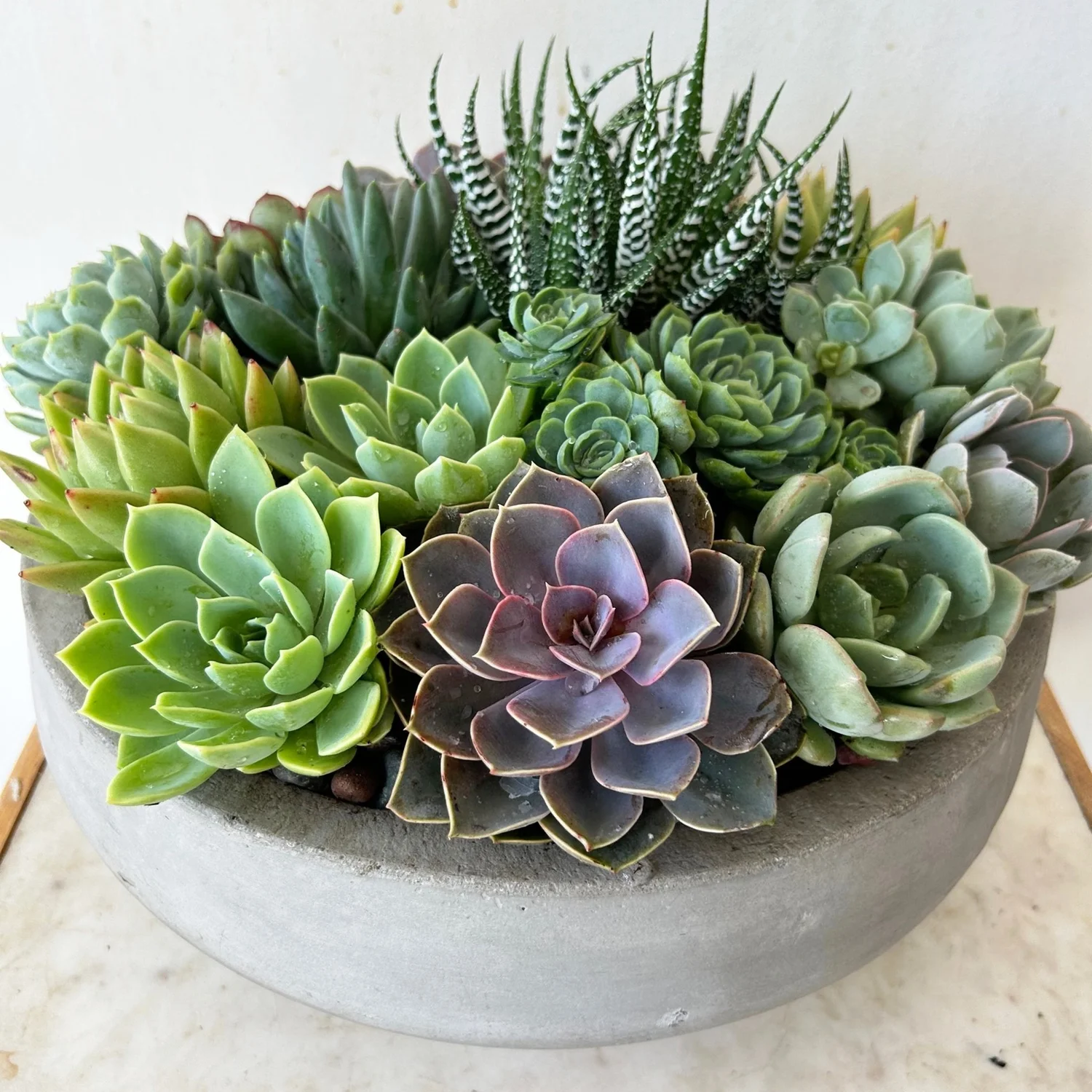 15 inch pots for plants Solid Goods Planter 15" | Plants and Planters for Delivery