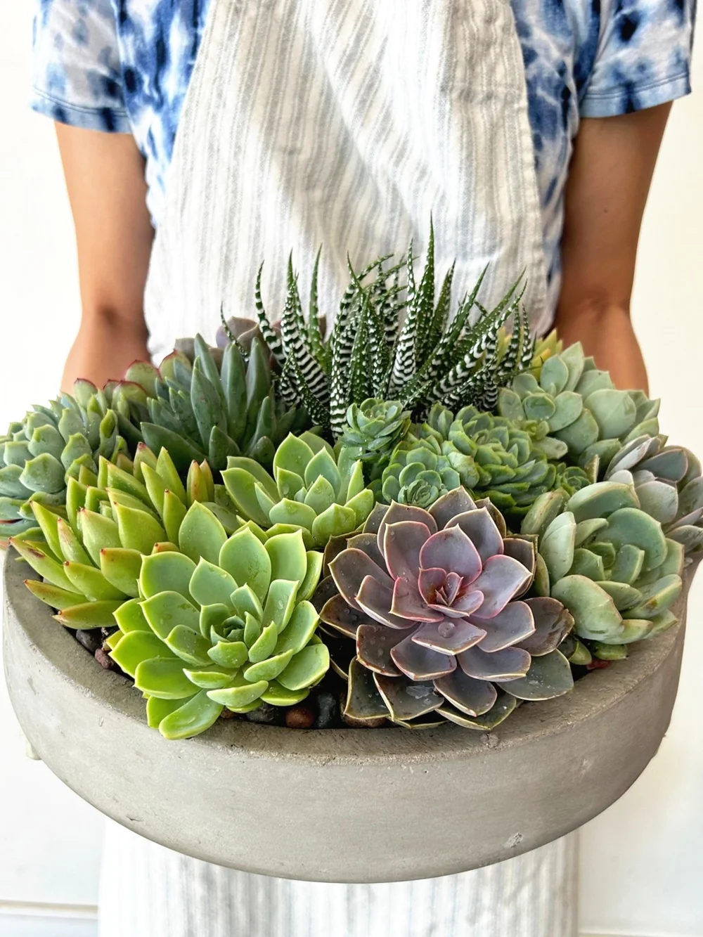 NEW) Bliss Succulent Garden  Sweet Blooms Atelier
