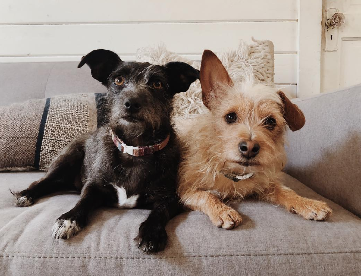 More importantly, these are my dogs!