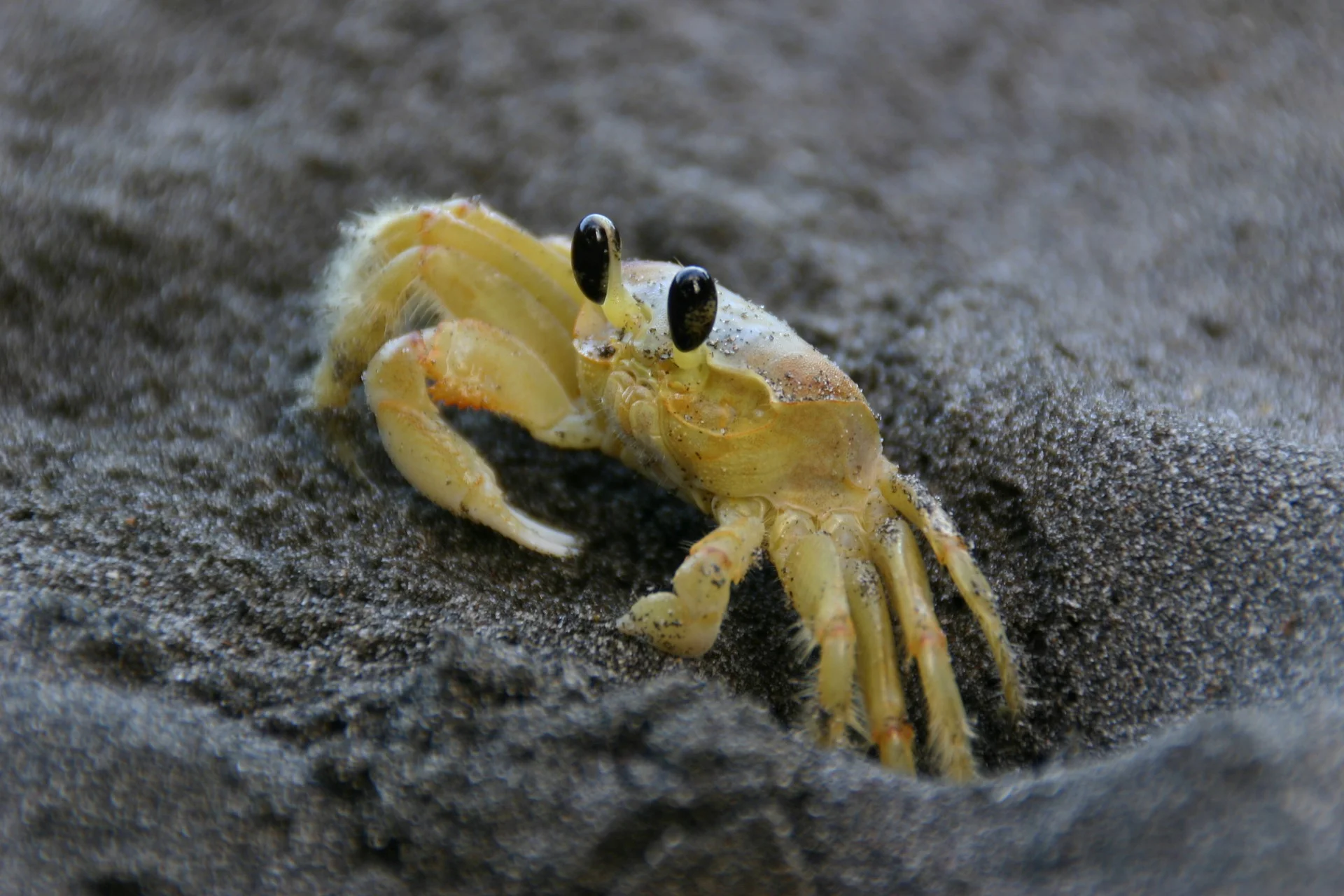 Surprise Vacation Martinique Crab