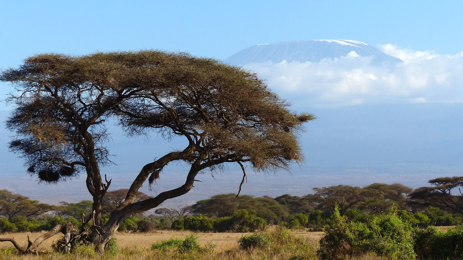 kilimanjaro-720845_1920.jpg