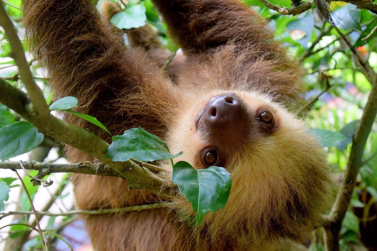 sloth-1879999_1280.jpg