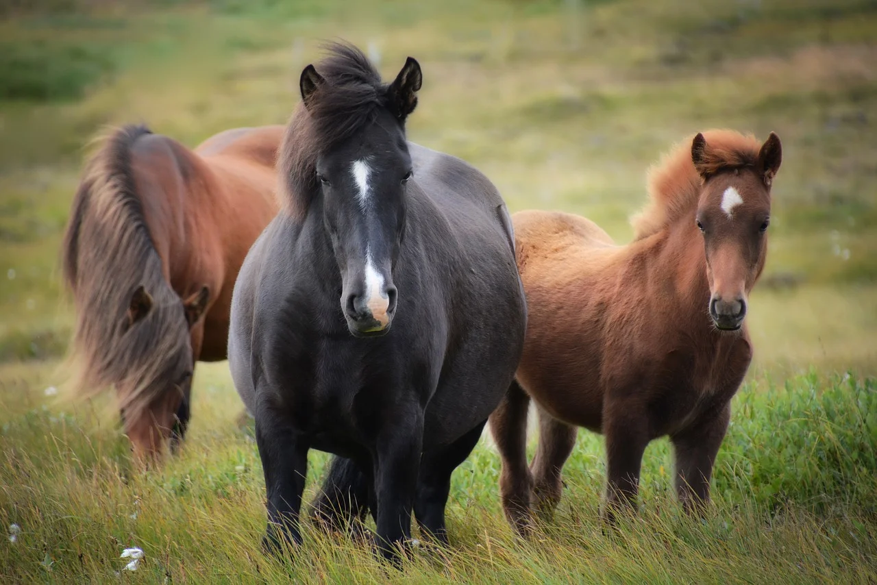 iceland-1747368_1280.jpg