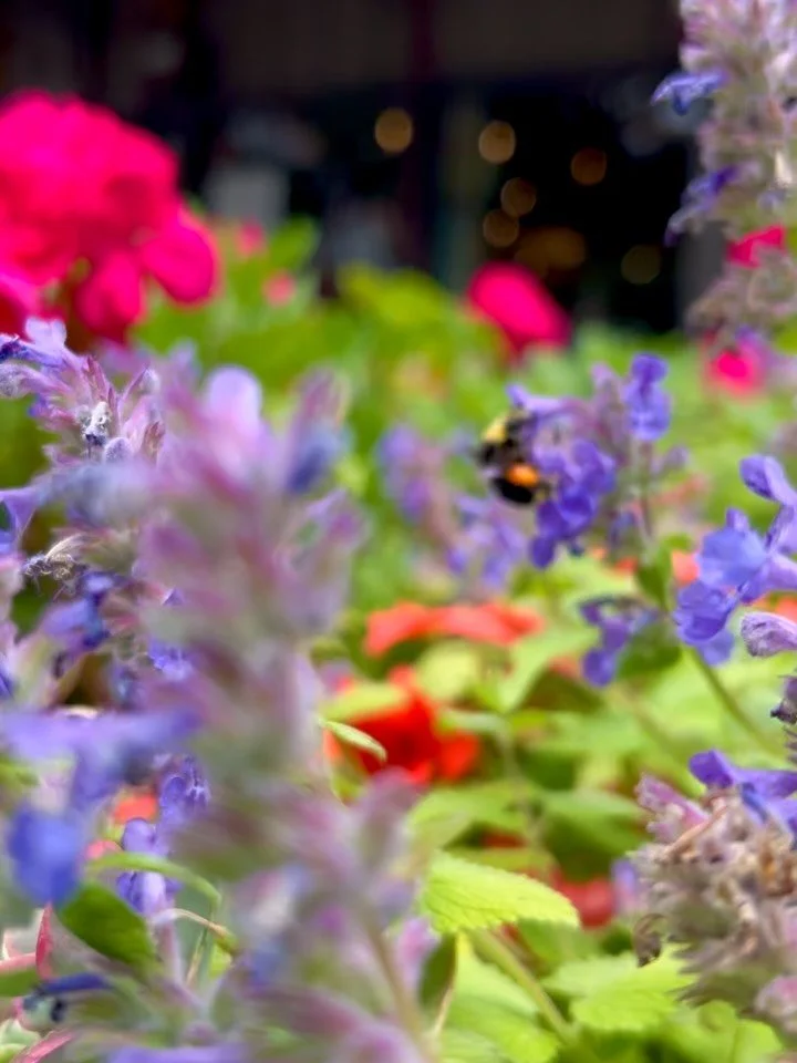 The summer flowers in the beer garden are absolutely stunning. 🌸🐝

We suggest taking them in with a pint of Sunset Witbier in hand.  Brewer Matt added Oregon Marionberry puree to his light and crisp Belgian Witbier to create a beautiful summer sipp
