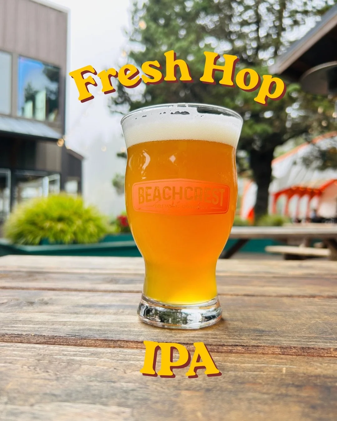 Fresh from the farm and straight to your glass, we&rsquo;re pouring the 2026 Fresh Hop IPA. 

This year&rsquo;s brew features over 75 pounds of Vista Hops from @mckayagriculture  The hazy style fresh hop IPA has a bright fruit forward profile with su