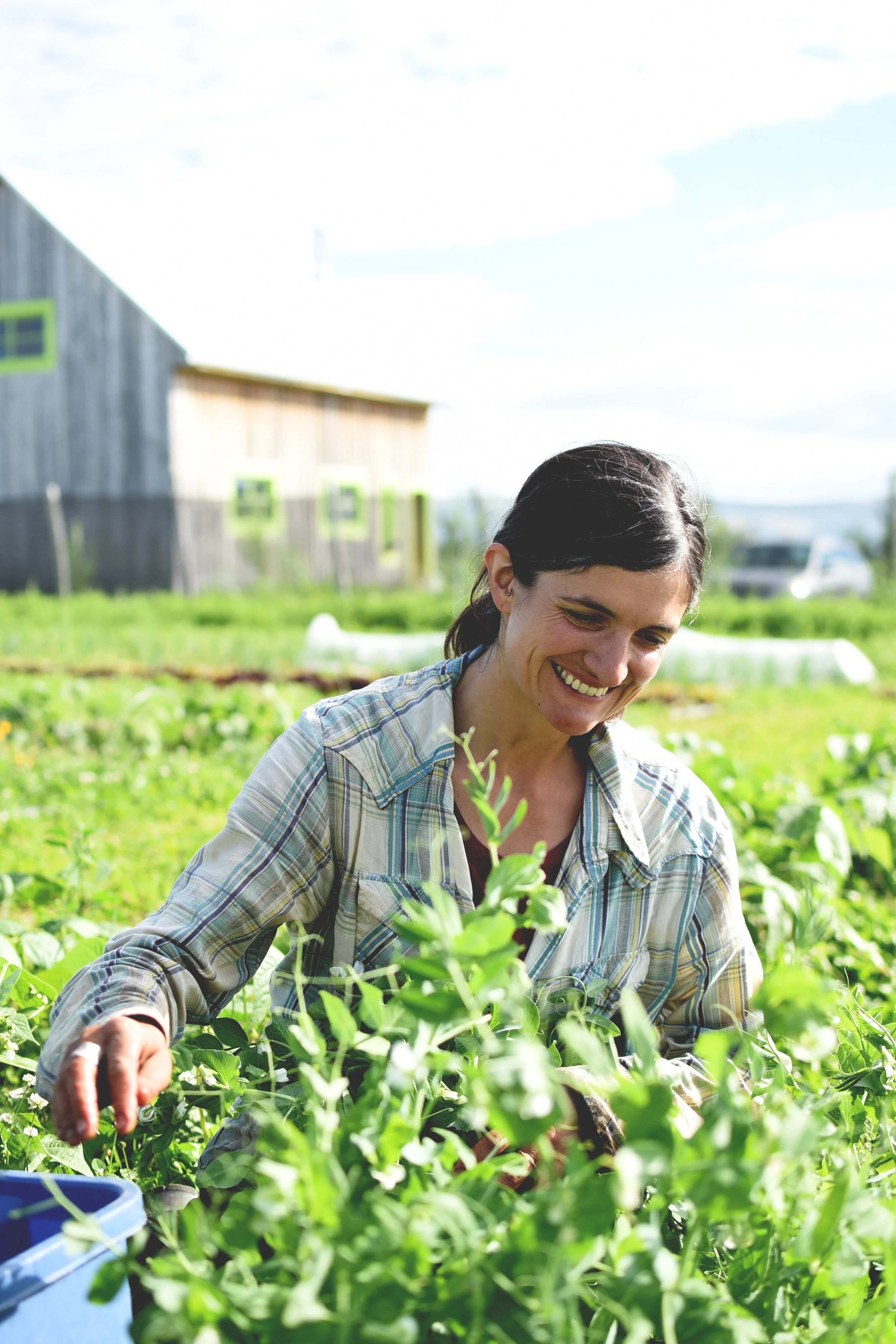 Clotilde Paulin- Jardin À tout vent- légumes biologiques- Kamouraska.jpg