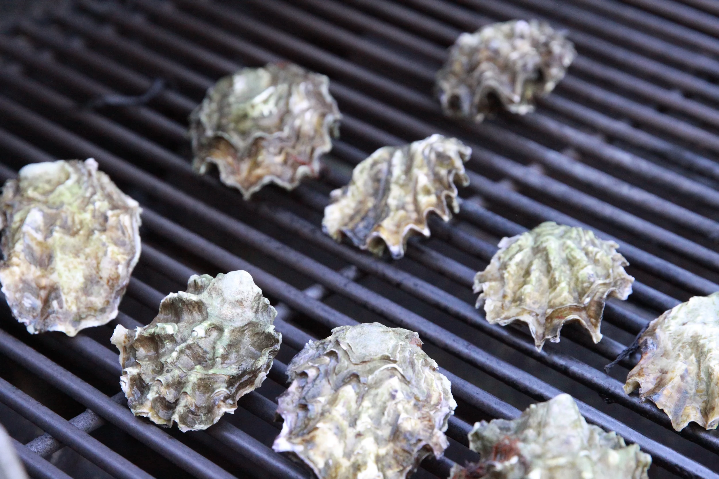 Grilled Oysters, Chicago, Illinois