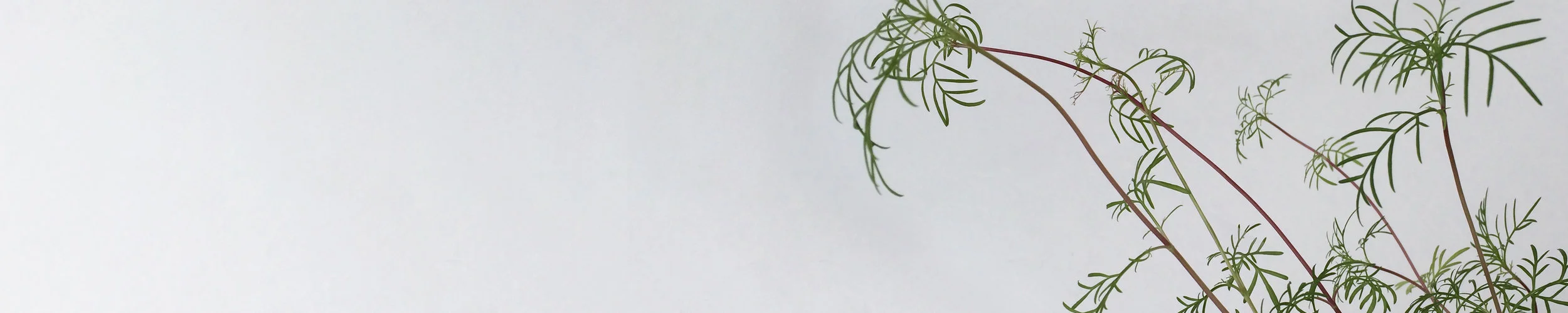 WB_BANNER_5.jpg