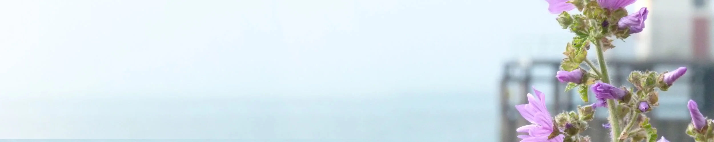 WB_BANNER_1.jpg