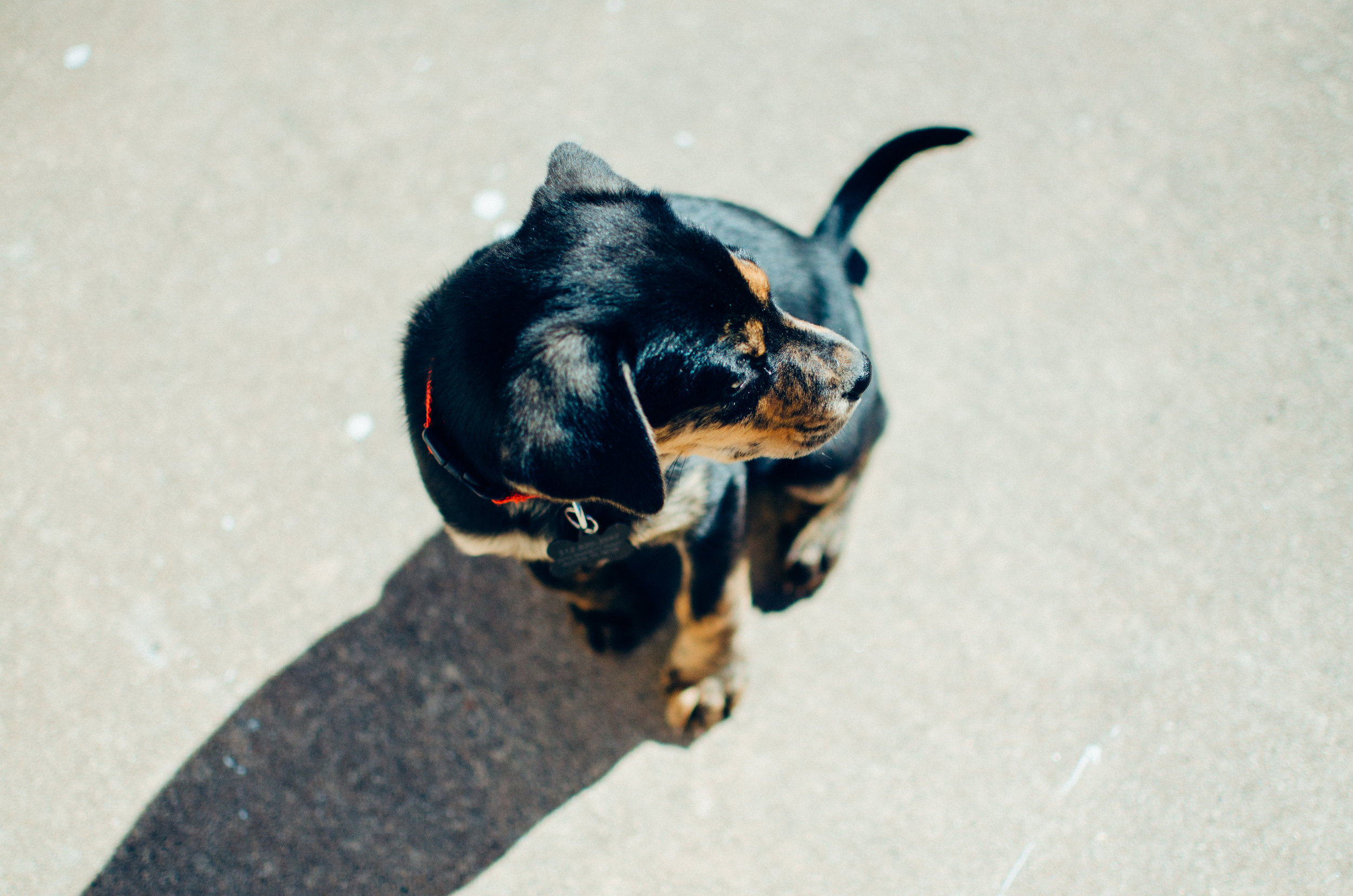 Canine-assisted Therapy (age 10-25)