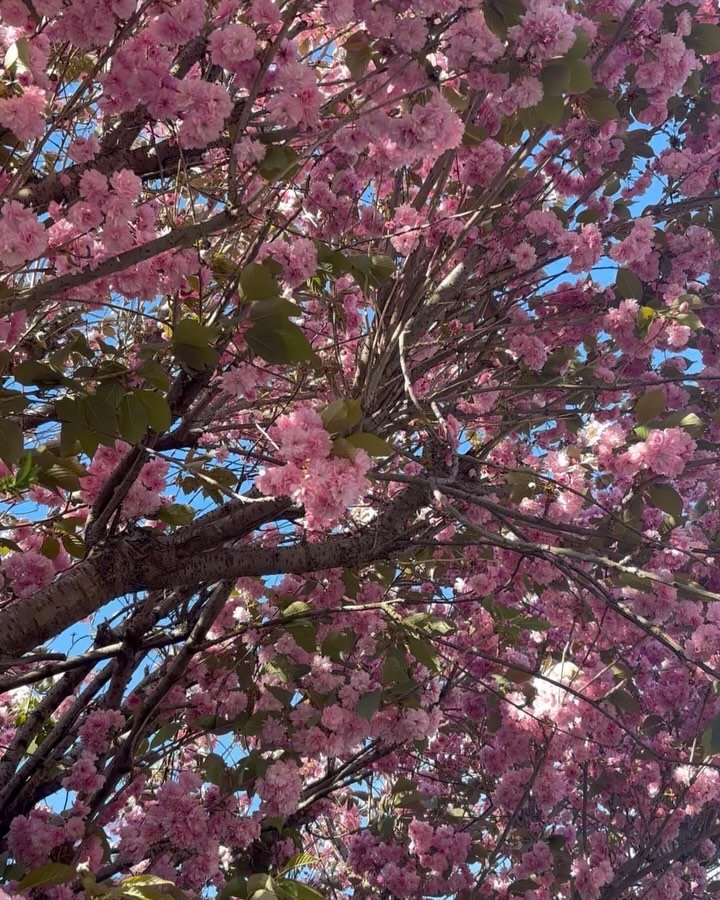 Blossom season, when the sky is filled with pink and it&rsquo;s petals cover the pavements. Always a favourite time of the year 🌸 #clareloveblooms #blossomseason
