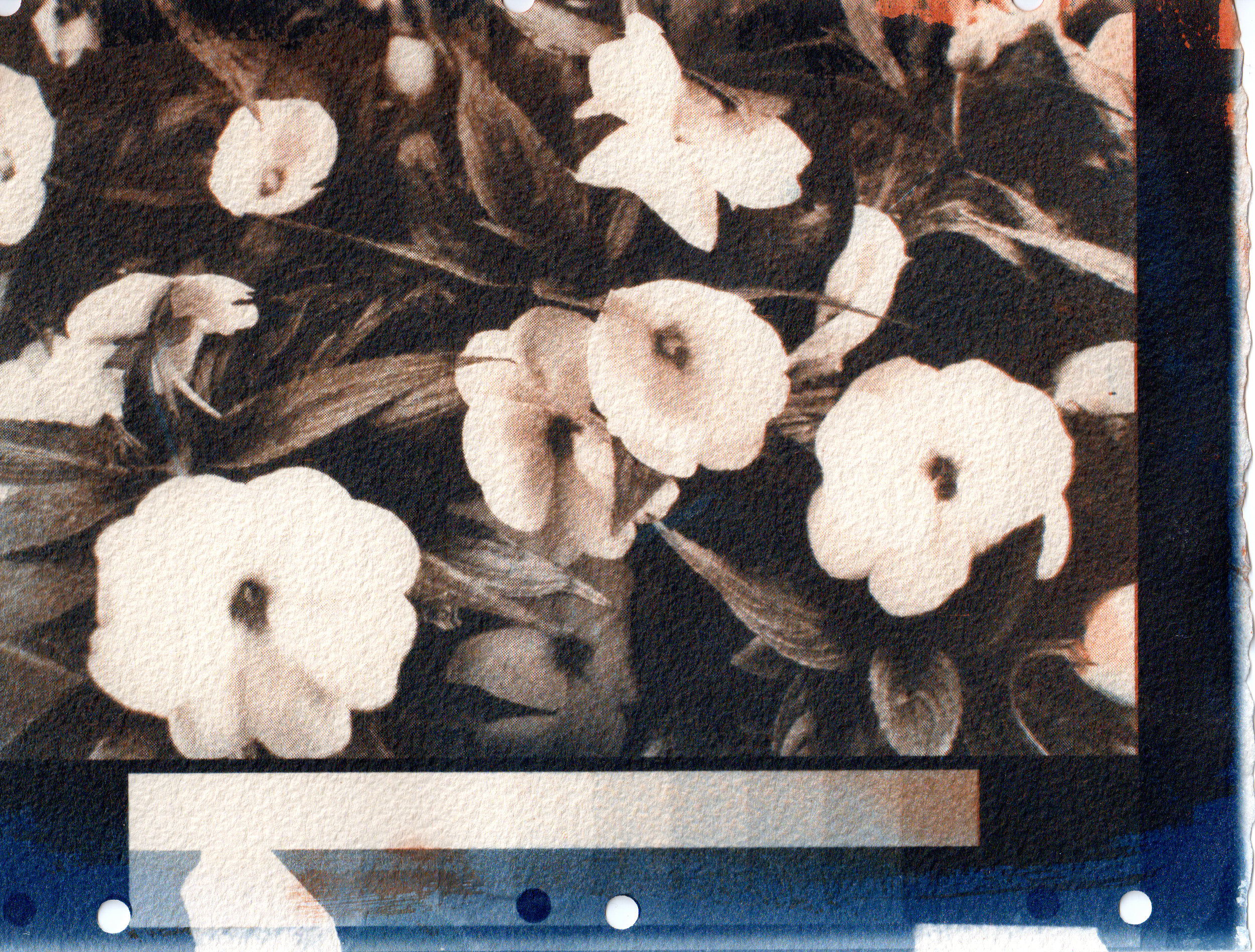 A layered Gum Bichromate and Cyanotype print (2016)