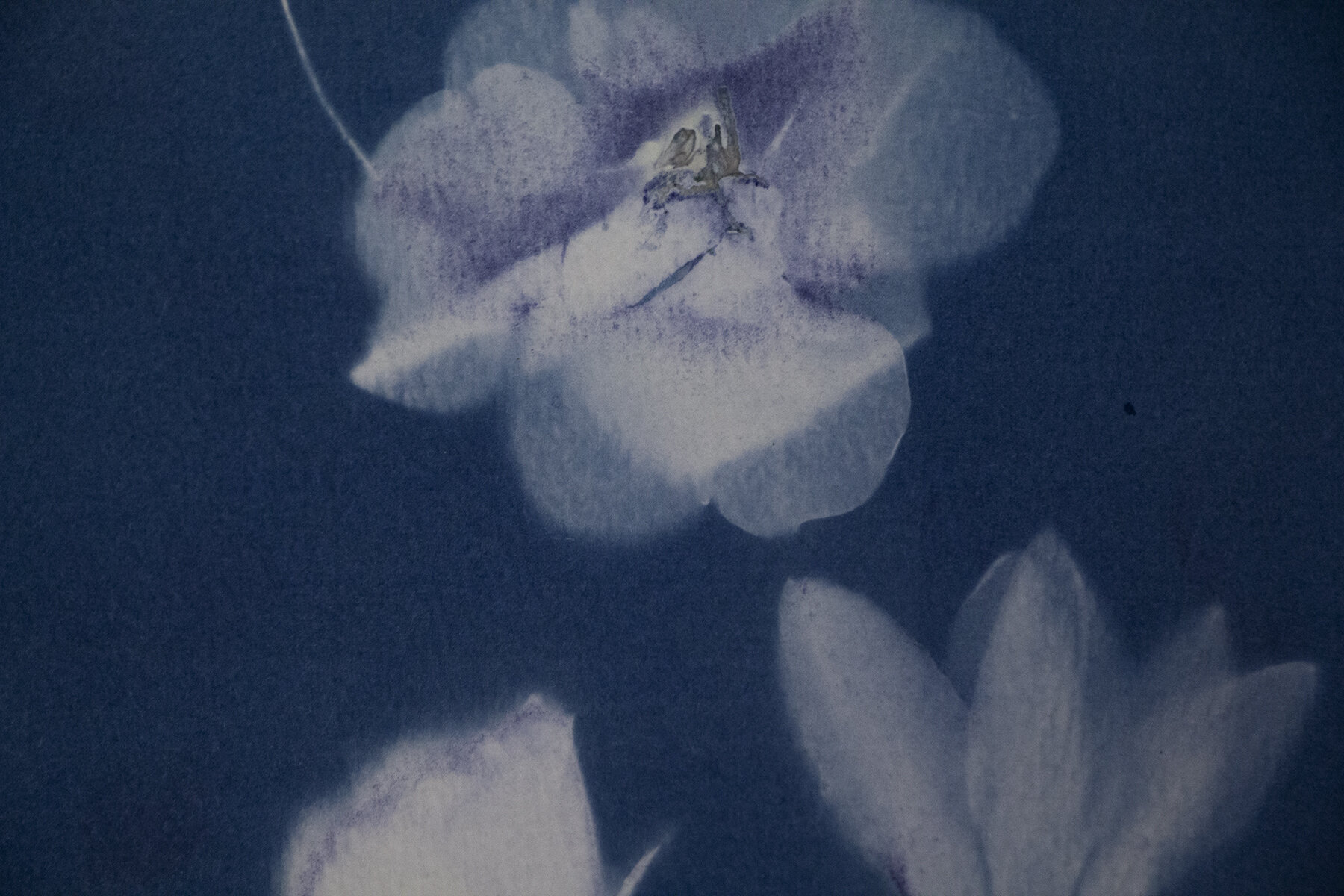 A Cyanotype print (2019)