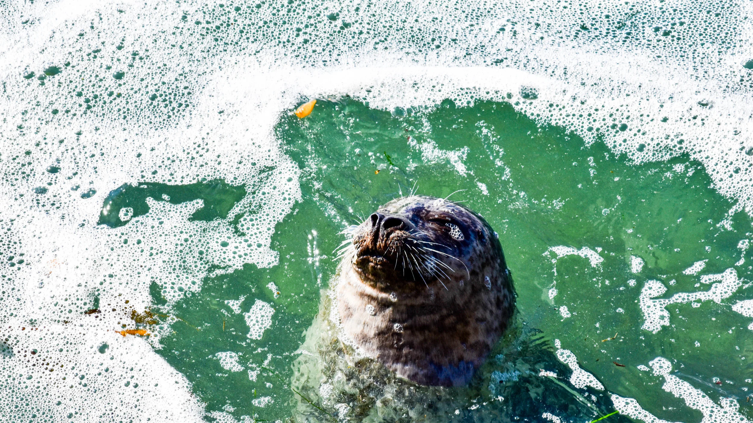 seal in water 1.jpg