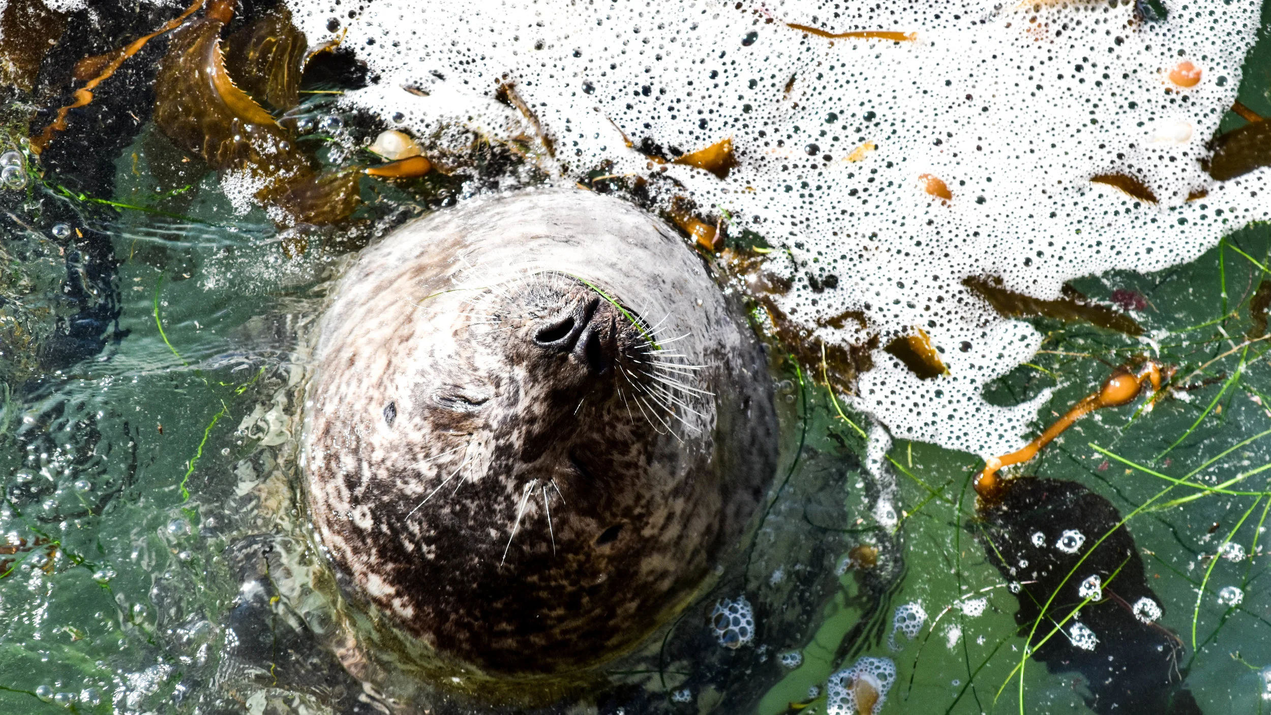 seals in water 3.jpg