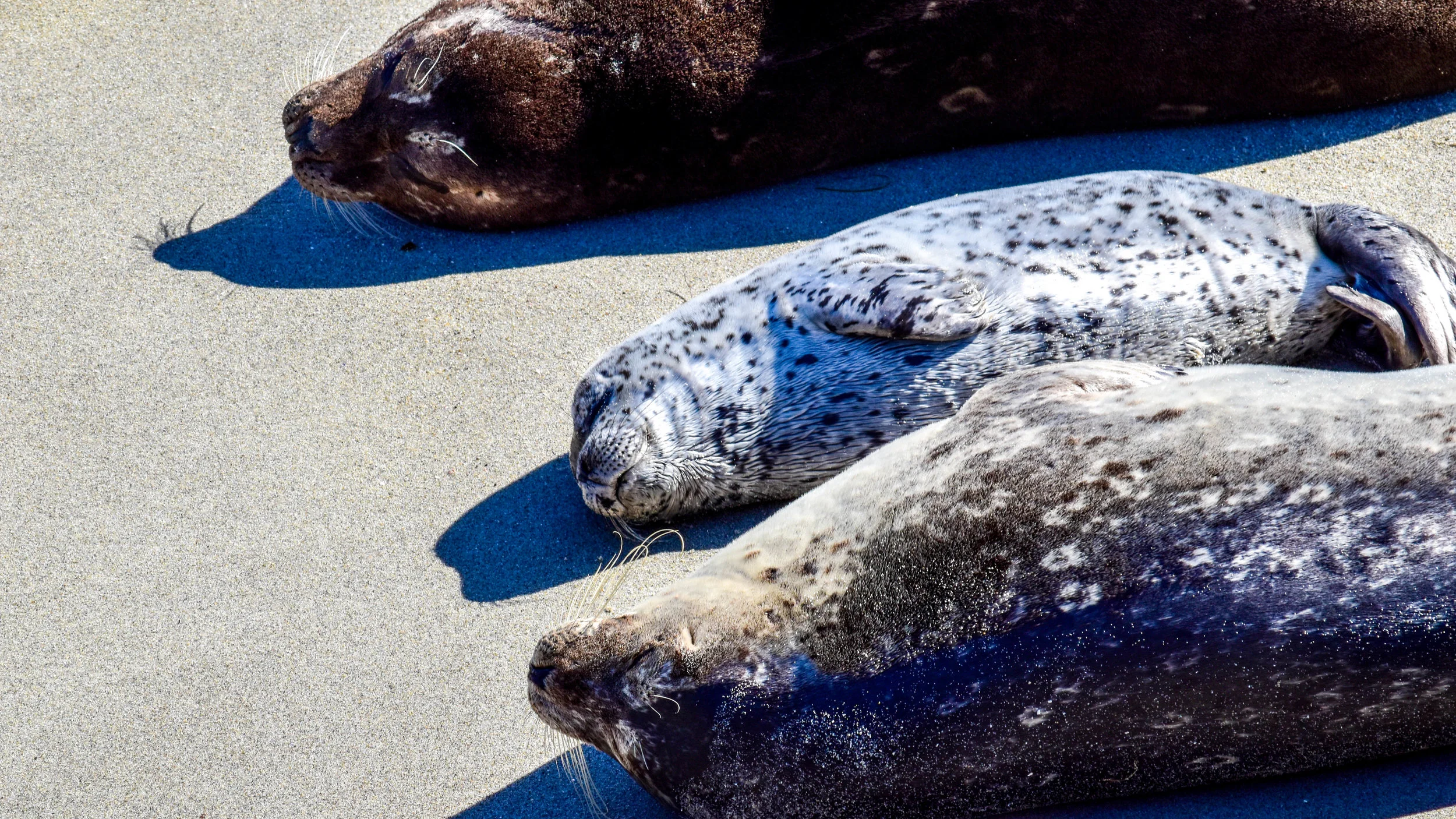 seals on sand 2.jpg