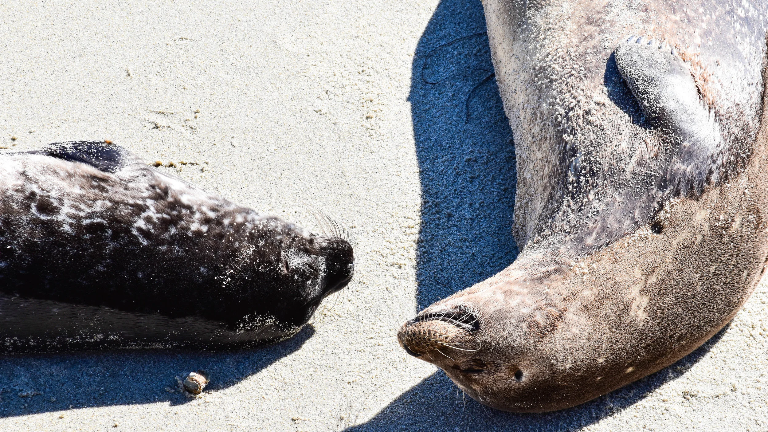 seals on sand 1.jpg
