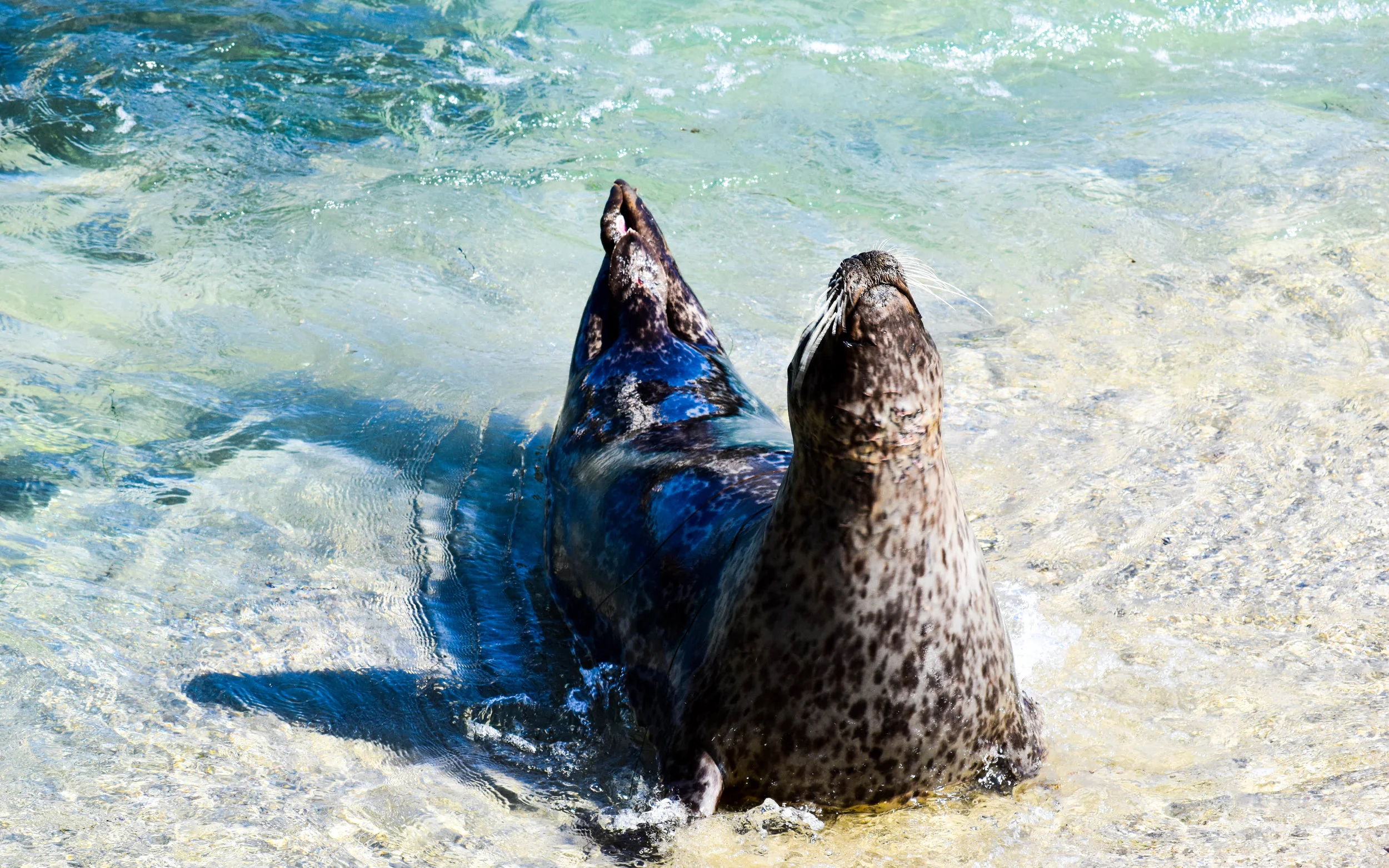 seals on sand 3.jpg
