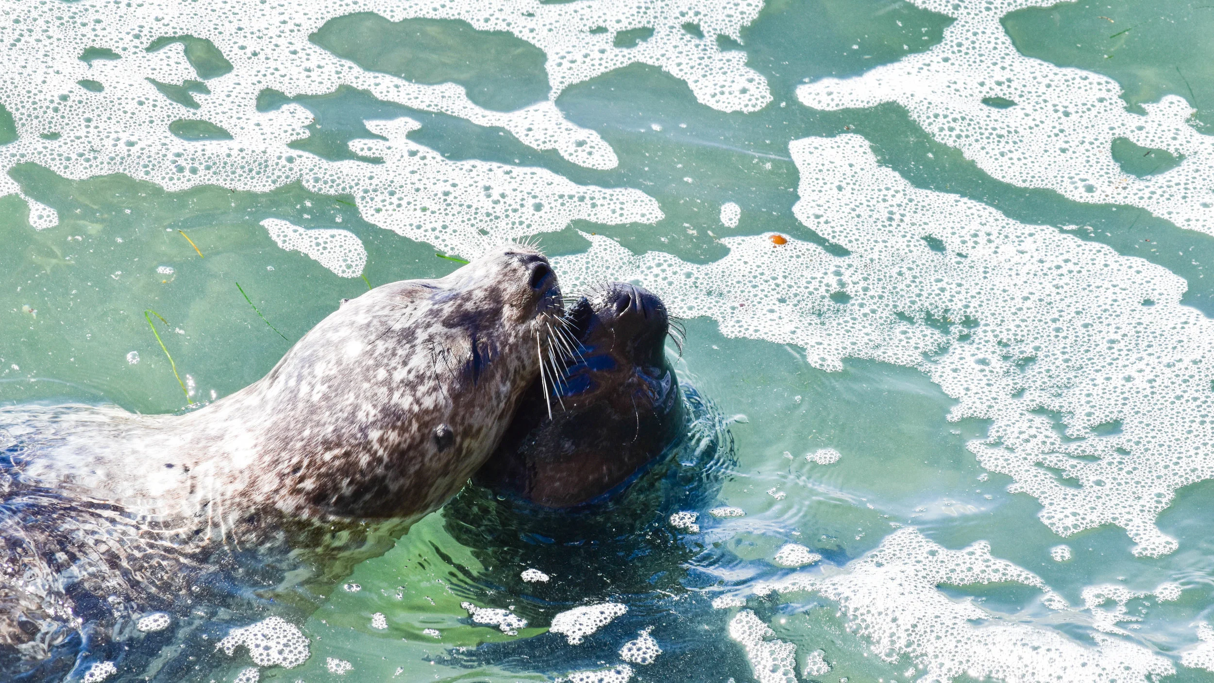 seal in water 2.jpg