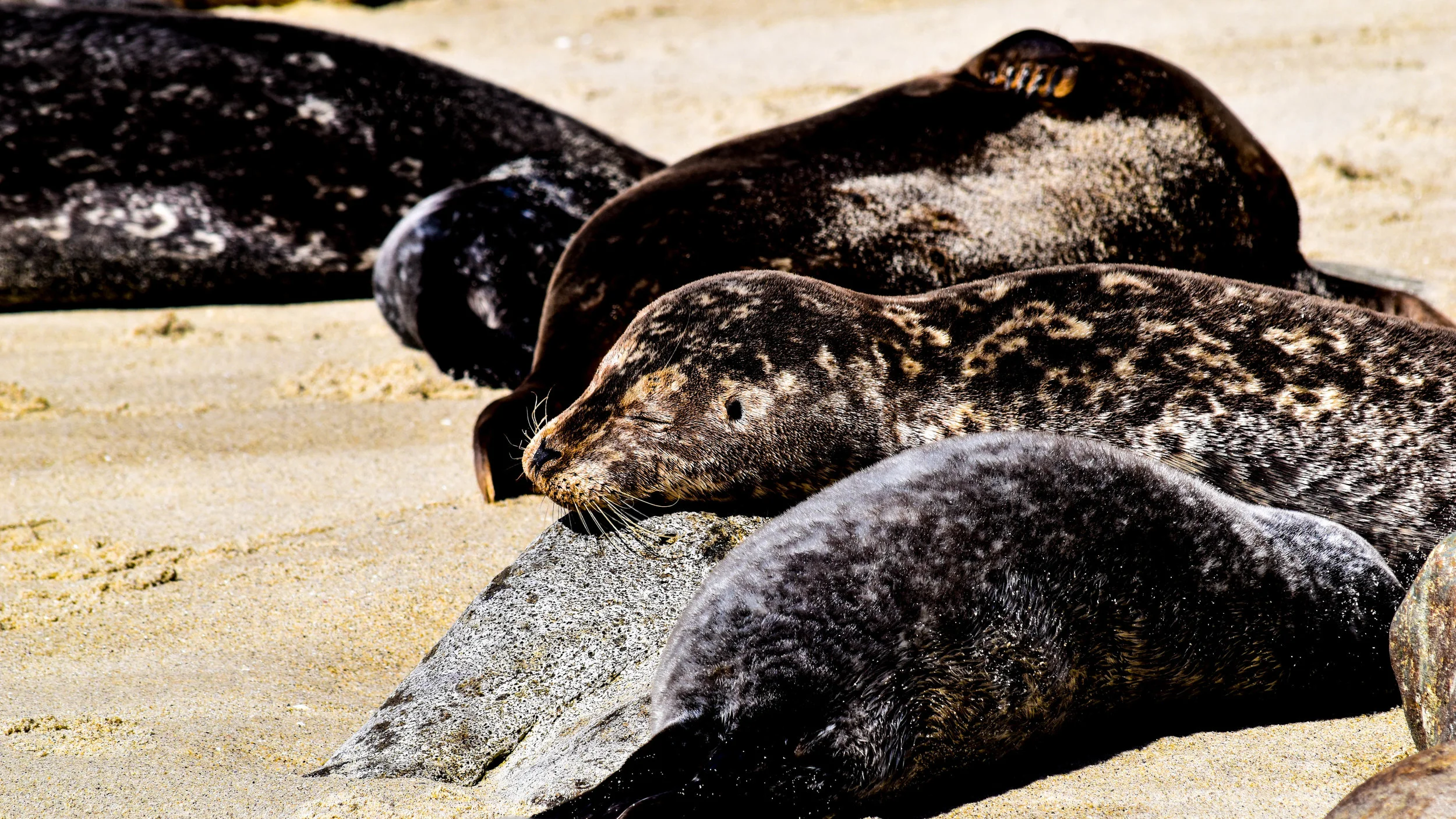 seals in snad 4.jpg